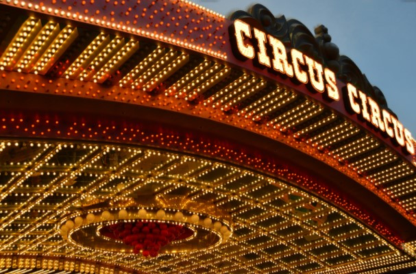 GRÜNEN Stadtfraktion Regensburg fordert: Keine städtischen Flächen mehr für Zirkusse mit Wildtieren